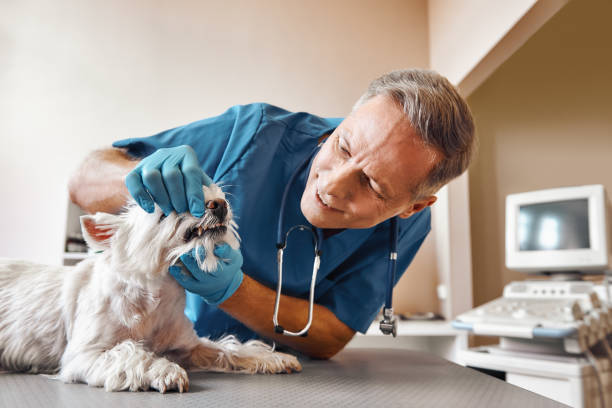 Best Emergency Dentist for Special Needs Patients in Cambridge, IL